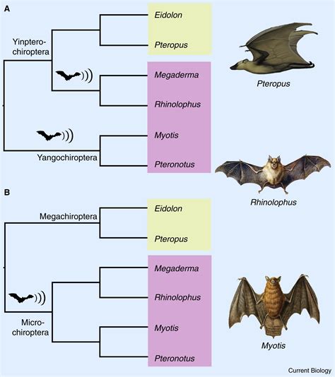 Red Wotch Bats: an Indicator Species for Ecosystem Health
